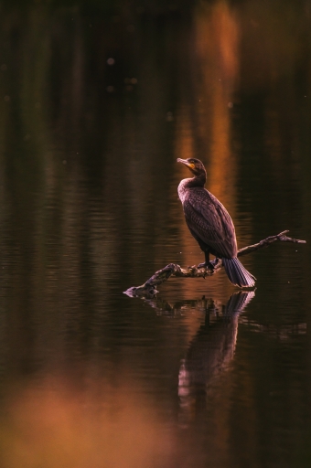 2022-11-12 / TOFTOF
TOFTOF [Faune sauvage] 
