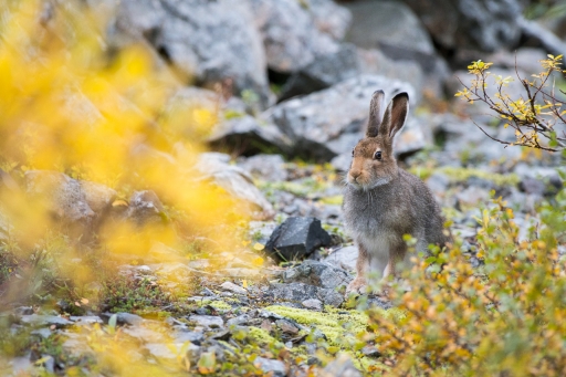 2023-02-04 / ASM
ASM [Faune sauvage] 
