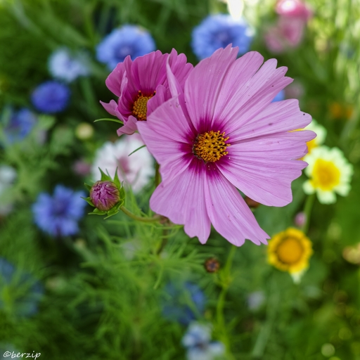 2023-07-14 / berzip
berzip [Flore et Botanique]
