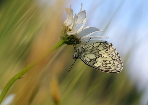 2022-06-04 / papy57
papy57 [Macro et proxiphotographie nature]
