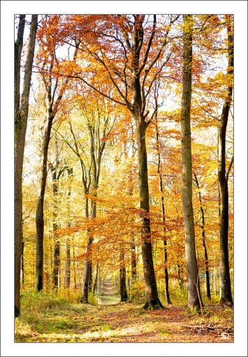 2019-11-23 / SerDeber 
SerDeber "La forêt illuminée"
