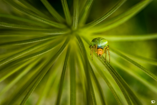 2020-01-15 / SerDeber
SerDeber [Macro et proxiphotographie nature]
