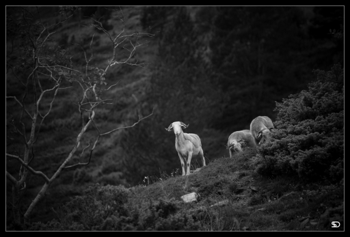 2019-08-22 / SerDeber
SerDeber "Les moutons des Granges du Moudang"
