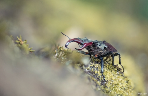 2019-07-05 / Daenelyn
Daenelyn [Macro et proxiphotographie nature]
