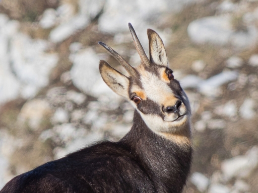 2020-02-08 / ASM
ASM [Faune sauvage]
