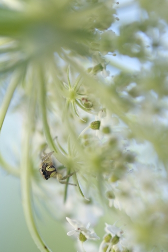 2019-09-26 / Marceline
Marceline "Ou est Charlie ?"
