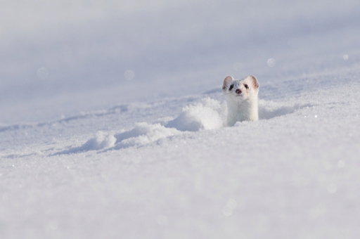 2019-01-31 / ASM
ASM "Mademoiselle l'hermine en tenue d'hiver"
