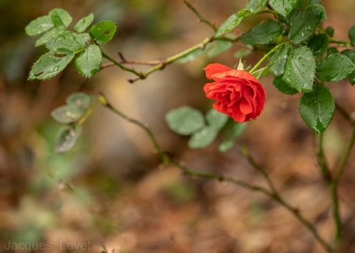 2022-11-26 Pech_les oies
Pech_les Oies [Flore et Botanique]
