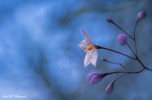 2021-07-03 / CarpoDingo
CarpoDingo [Flore et Botanique]
