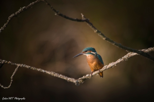 2021-01-29 / CarpoDingo
CarpoDingo : [Faune sauvage] 
