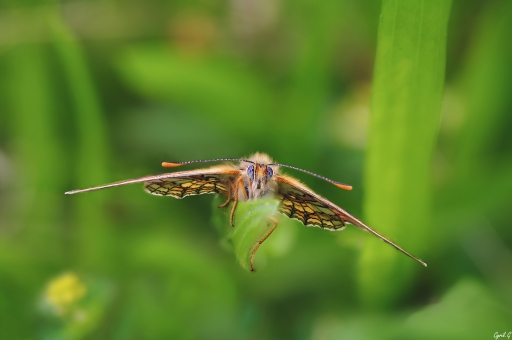 2018-12-07 / CarpoDingo
CarpoDingo [Macro et proxiphotographie nature]
