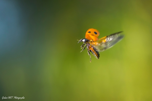 2021-06-05 / CarpoDingo
CarpoDingo [Macro et proxiphotographie nature]
