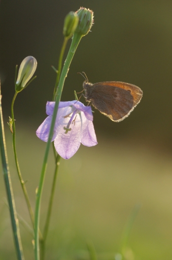 2023-08-26 / papy57 
 papy57  [Macro et proxiphotographie nature]
