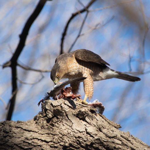 2022-04-09 / K1ribou
K1ribou [Faune sauvage] 
