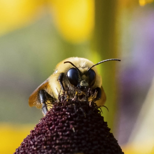 2023-11-28 / K1ribou
K1ribou [Macro et proxiphotographie nature]
