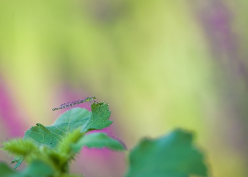 2019-09-06 / olilignan
olilignan [Macro et proxiphotographie nature]
