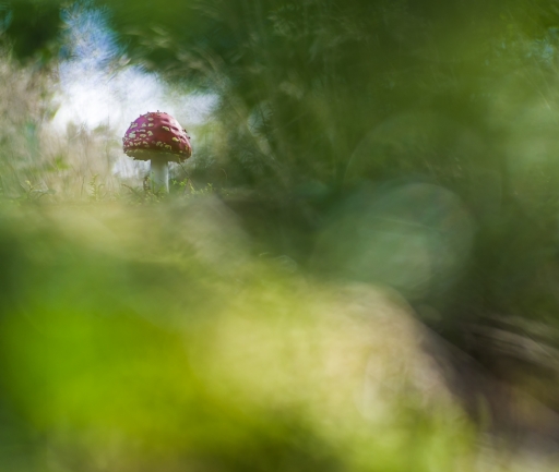 2019-10-22 / olilignan
olilignan [Macro et proxiphotographie nature]
