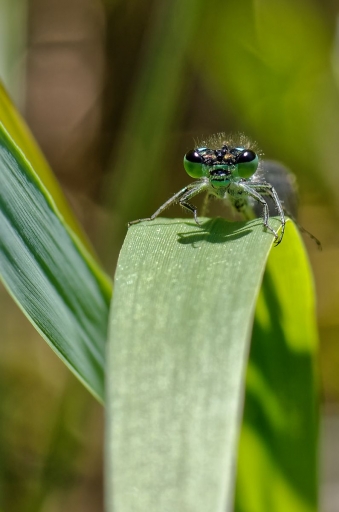2021-09-25 / Chatougri
Chatougri [Macro et proxiphotographie nature]
