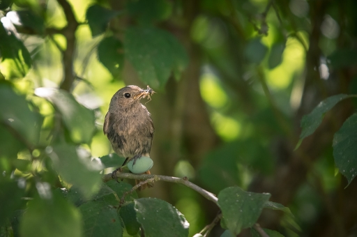 2019-08-15 / galuchar
galuchar [Faune sauvage]
