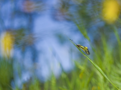 2019-05-05 / olilignan
olilignan [Macro et proxiphotographie nature]
