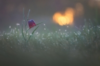 Nom du fichier=19030604004827841.jpg
Taille du fichier=271Ko
Dimensions : 1280x849
Ajouté le : 06 Mars 2019 19030604004827841.jpg