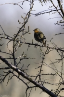 Nom du fichier=22030409165121144417817844.jpg
Taille du fichier=215Ko
Dimensions : 667x1000
Ajouté le : 04 Mars 2022 22030409165121144417817844.jpg