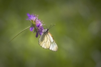 Nom du fichier=50044502682_81ebf8a21c_o.jpg
Taille du fichier=100Ko
Dimensions : 1200x801
Ajouté le : 25 Juin 2020 50044502682_81ebf8a21c_o.jpg