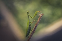 Nom du fichier=50348761407_cb48db044c_o.jpg
Taille du fichier=266Ko
Dimensions : 1200x798
Ajouté le : 16 Septembre 2020 50348761407_cb48db044c_o.jpg