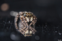 Nom du fichier=IMG1543.jpg
Taille du fichier=382Ko
Dimensions : 1024x684
Ajouté le : 10 Juillet 2019 IMG1543.jpg