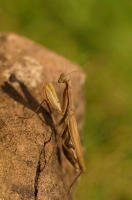 Nom du fichier=XY8bd.jpg
Taille du fichier=434Ko
Dimensions : 850x1280
Ajouté le : 16 Octobre 2019 XY8bd.jpg