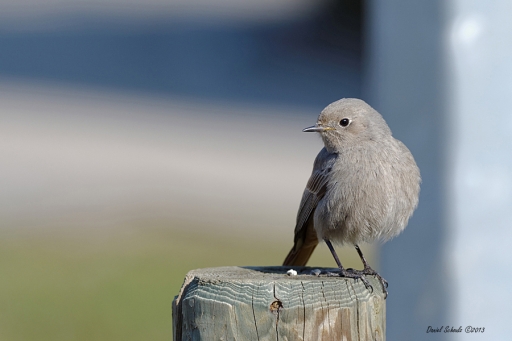 2013-12-09 / kichon78
kichon78 [Faune sauvage]
