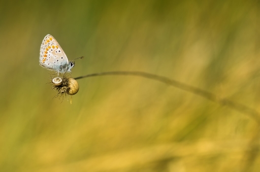 2014-04-22 / olilignan
olilignan "Macro et proxi 2014, part 1"
