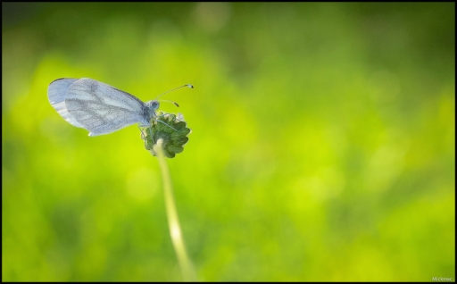 2014-05-13 / Mickmac
Mickmac [Macro et proxi-photo]
