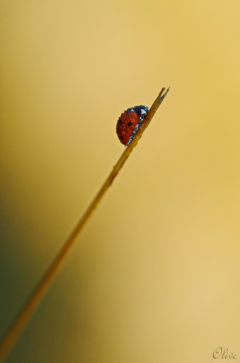 2014-08-11 / olive76
olive76 [Macro et proxi-photo]
