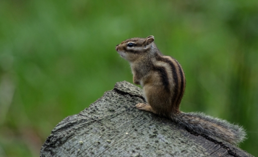 2014-11-24 / Hermes
Hermes [ Faune sauvage ]
