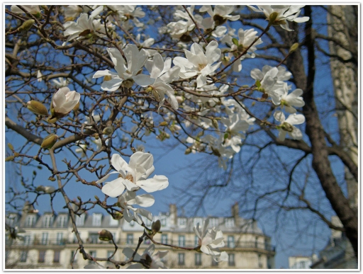 2015-03-17 / spidermoon
spidermoon [ Fleurs ]
