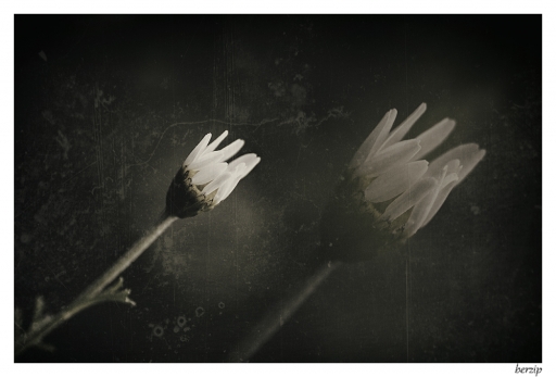 2014-09-08 / berzip
berzip [Studio & inclassables ]
