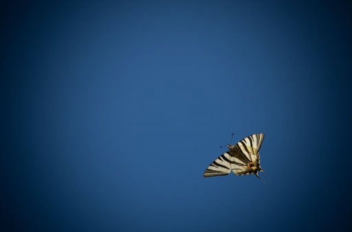 2014-04-14 / cochise84
cochise84 [Faune sauvage]
