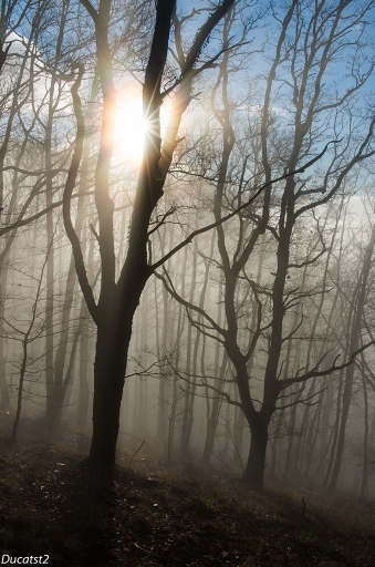 2013-12-31 / ducatst2
ducatst2 [Arbres / forets / Vegetation]
