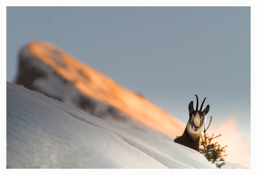 2013-12-17 / randos74
randos74 [Faune sauvage]
