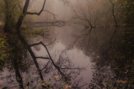 2013-11-19 / elficologue
elficologue "brumes automnales au parc d'Enghien"
