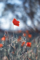 Nom du fichier=140524063455673757.jpg
Taille du fichier=153Ko
Dimensions : 686x1024
Ajouté le : 25 Mai 2014 140524063455673757.jpg