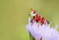 Nom du fichier=140613110331562695.jpg
Taille du fichier=305Ko
Dimensions : 1024x692
Ajouté le : 13 Juin 2014 140613110331562695.jpg