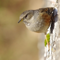 Nom du fichier=888626accenteuralpin01.jpg
Taille du fichier=342Ko
Dimensions : 1024x1024
Ajouté le : 09 Mars 2015 888626accenteuralpin01.jpg