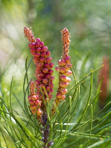 2020-04-09 / cricri38
cricri38 dans [Macro et proxiphotographie nature]
