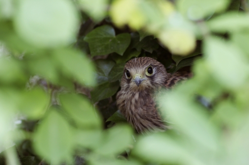 2021-11-25 / Mitoufle
Mitoufle dans [Vos séries]
