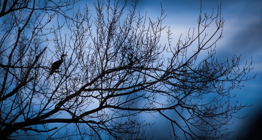 2019-12-27 / olilignan 
olilignan dans [Faune sauvage] 
