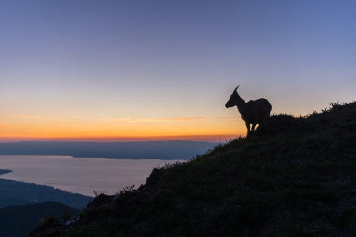 2020-05-23 / ASM
ASM dans [Faune sauvage] 
