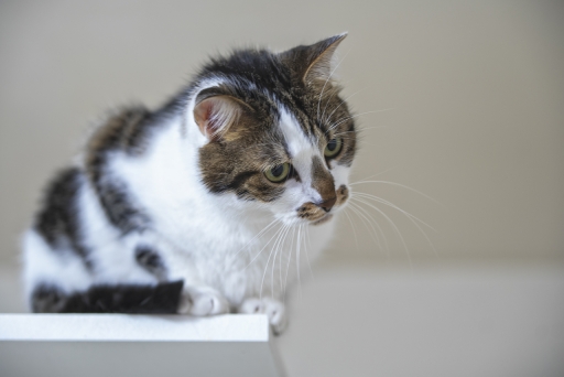 2021-11-18 / berzip
Berzip dans [Animaux domestiques ou captifs]
