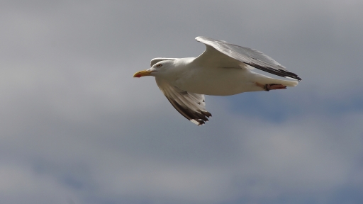 2019-11-01 / papa
papa dans [Faune sauvage]
